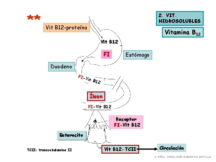 ** 2. VIT. HIDROSOLUBLES Vit B 12 -proteína Vitamina B 12 Vit B 12