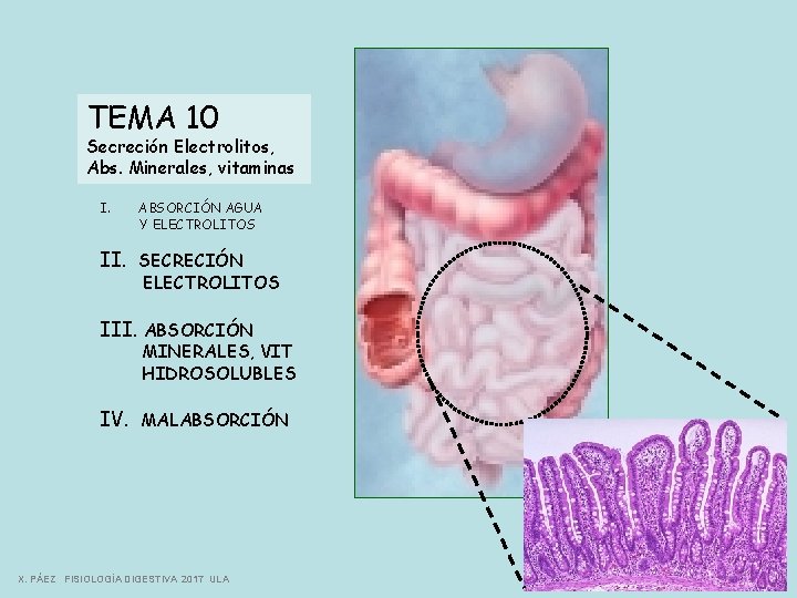 TEMA 10 Secreción Electrolitos, Abs. Minerales, vitaminas I. ABSORCIÓN AGUA Y ELECTROLITOS II. SECRECIÓN