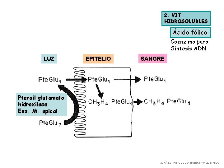 2. VIT. HIDROSOLUBLES Ácido fólico Coenzima para Síntesis ADN LUZ EPITELIO SANGRE Pteroil glutamato