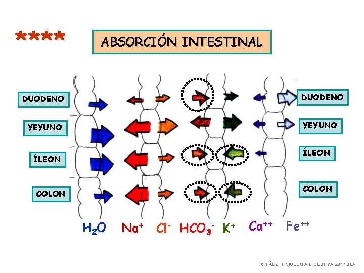 **** ABSORCIÓN INTESTINAL DUODENO YEYUNO ÍLEON COLON H 2 O Na+ Cl- HCO 3