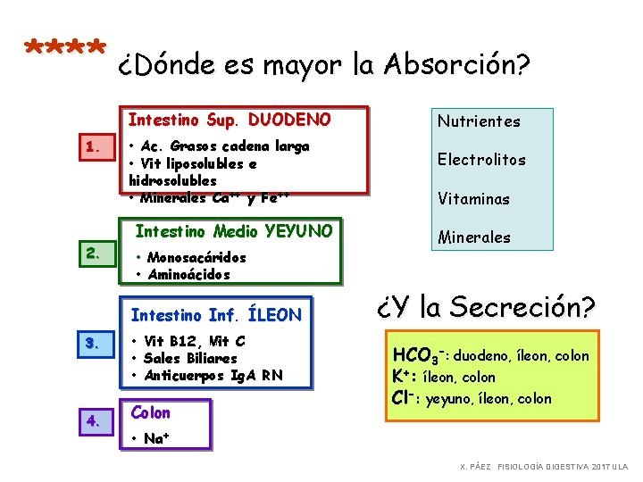 **** ¿Dónde es mayor la Absorción? Intestino Sup. DUODENO 1. • Ac. Grasos cadena