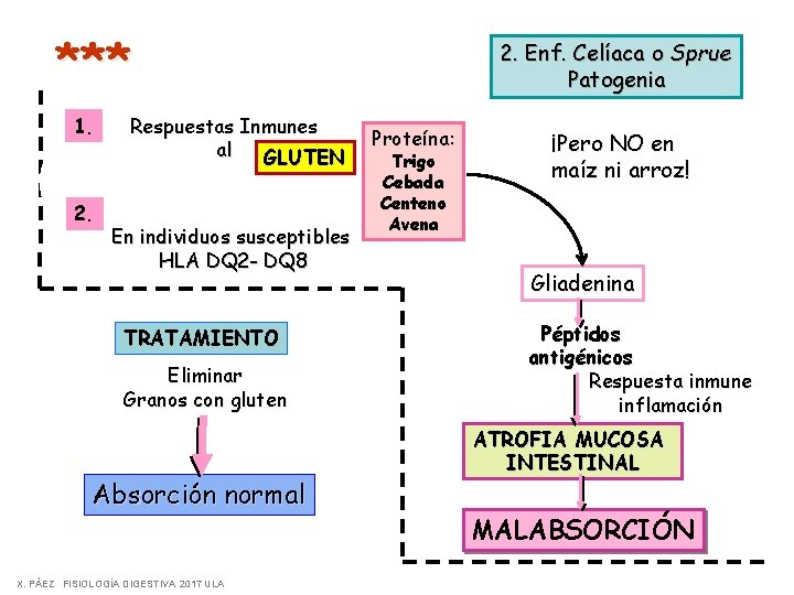 *** 1. 2. Respuestas Inmunes al GLUTEN En individuos susceptibles HLA DQ 2 -