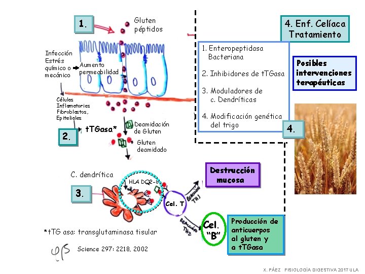 1. Infección Estrés químico o mecánico Gluten péptidos 4. Enf. Celíaca Tratamiento 1. Enteropeptidasa