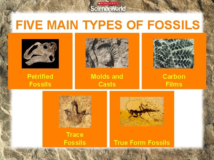 FIVE MAIN TYPES OF FOSSILS Molds and Casts Petrified Fossils Trace Fossils Carbon Films FIVE MAIN TYPES OF FOSSILS Molds and Casts Petrified Fossils Trace Fossils Carbon Films