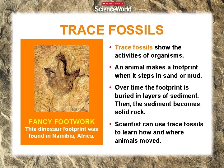 TRACE FOSSILS • Trace fossils show the activities of organisms. • An animal makes TRACE FOSSILS • Trace fossils show the activities of organisms. • An animal makes