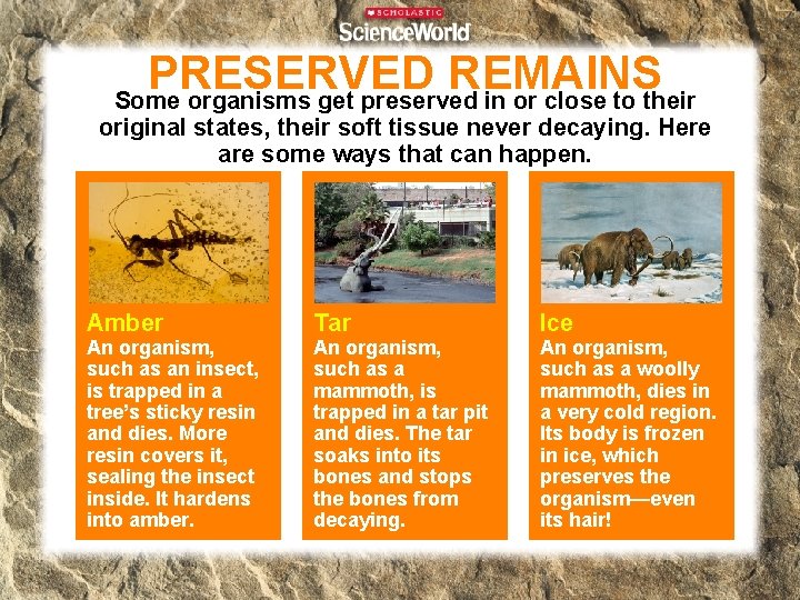 PRESERVED REMAINS Some organisms get preserved in or close to their original states, their PRESERVED REMAINS Some organisms get preserved in or close to their original states, their