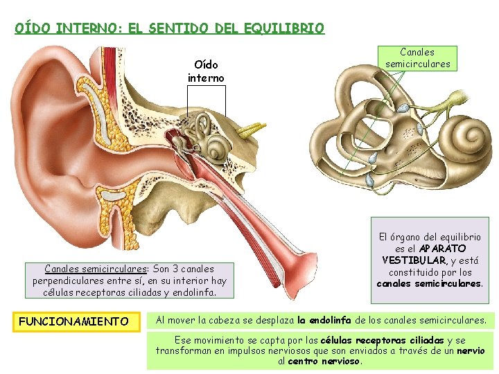 OÍDO INTERNO: EL SENTIDO DEL EQUILIBRIO Oído interno Canales semicirculares: Son 3 canales perpendiculares