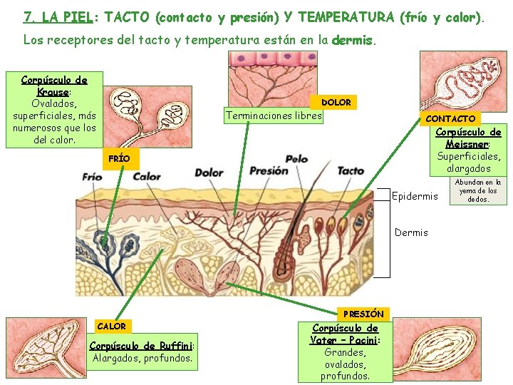 7. LA PIEL: TACTO (contacto y presión) Y TEMPERATURA (frío y calor). Los receptores