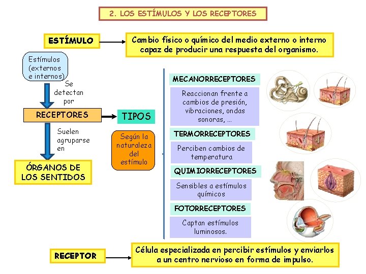 2. LOS ESTÍMULOS Y LOS RECEPTORES ESTÍMULO Estímulos (externos e internos) Se detectan por