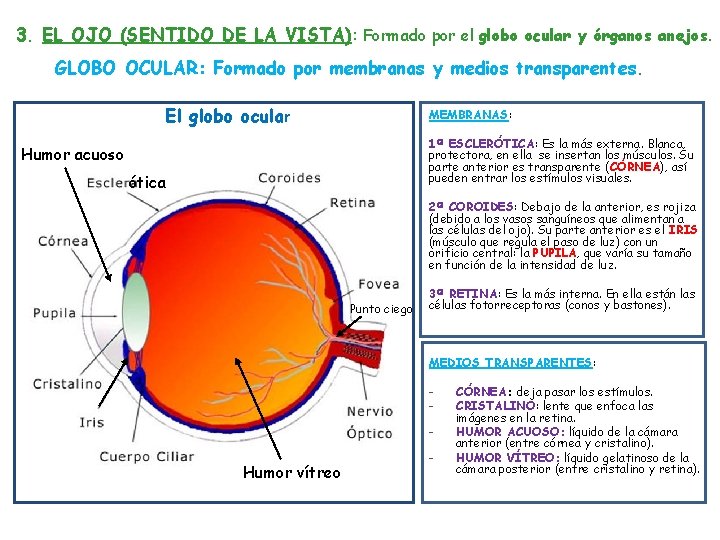 3. EL OJO (SENTIDO DE LA VISTA): Formado por el globo ocular y órganos