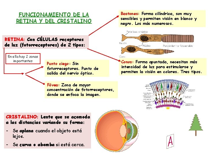 FUNCIONAMIENTO DE LA RETINA Y DEL CRISTALINO Bastones: Forma cilíndrica, son muy sensibles y