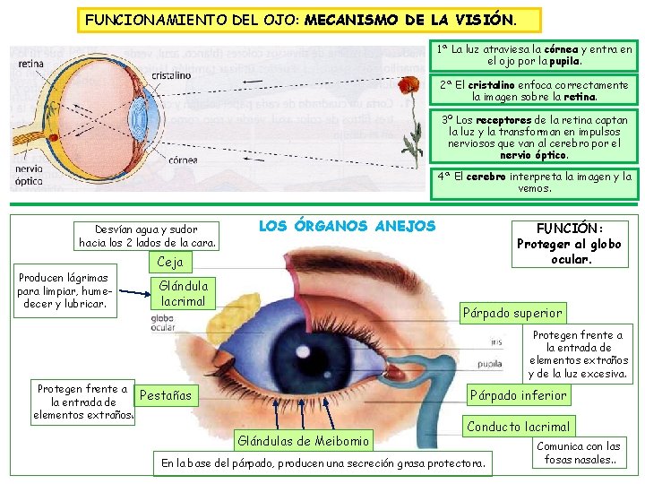 FUNCIONAMIENTO DEL OJO: MECANISMO DE LA VISIÓN. 1ª La luz atraviesa la córnea y