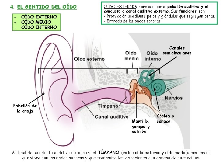 4. EL SENTIDO DEL OÍDO - OÍDO EXTERNO OÍDO MEDIO OÍDO INTERNO OÍDO EXTERNO: