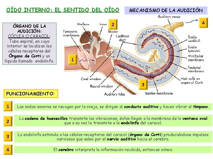 OÍDO INTERNO: EL SENTIDO DEL OÍDO ÓRGANO DE LA AUDICIÓN: CÓCLEA O CARACOL: Tubo