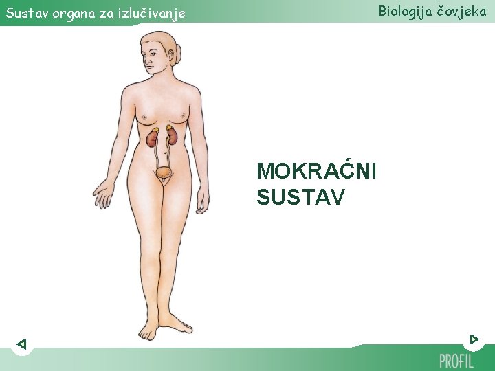 Biologija čovjeka Sustav organa za izlučivanje MOKRAĆNI SUSTAV 