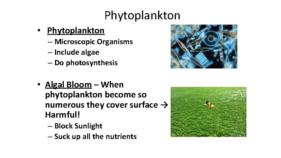 Phytoplankton • Phytoplankton – Microscopic Organisms – Include algae – Do photosynthesis • Algal