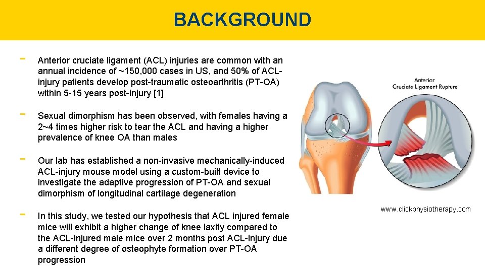 BACKGROUND - Anterior cruciate ligament (ACL) injuries are common with an annual incidence of