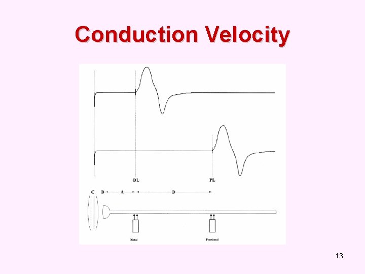 Conduction Velocity 13 