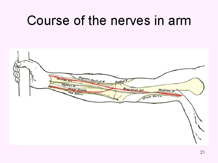 Course of the nerves in arm 21 
