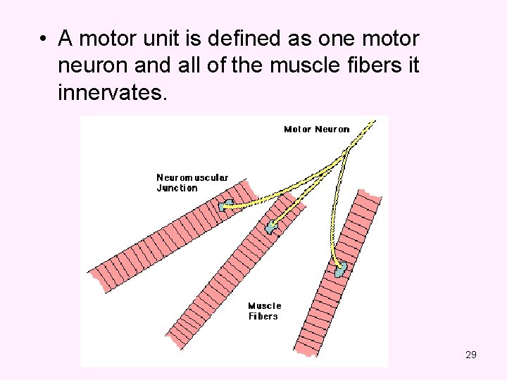  • A motor unit is defined as one motor neuron and all of
