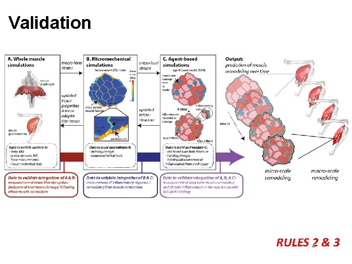 Multiscale modeling for treatment discovery in Duchenne muscular