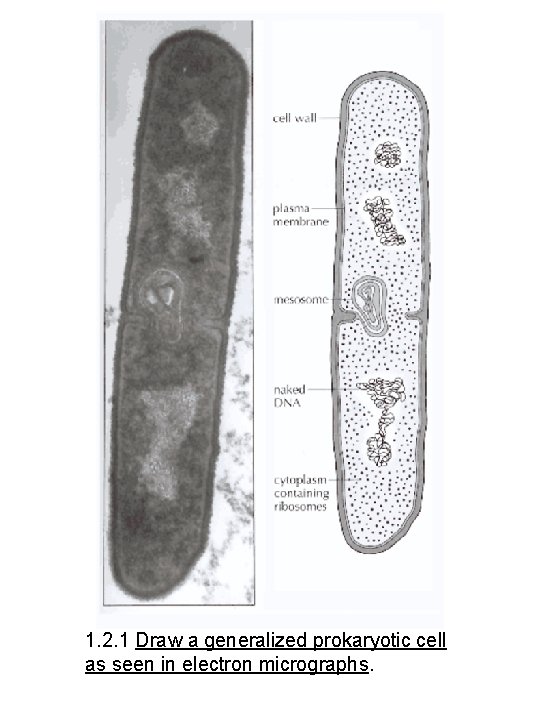 1. 2. 1 Draw a generalized prokaryotic cell as seen in electron micrographs. 