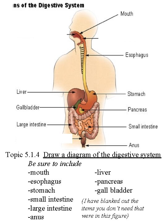 Topic 5. 1. 4 Draw a diagram of the digestive system Be sure to