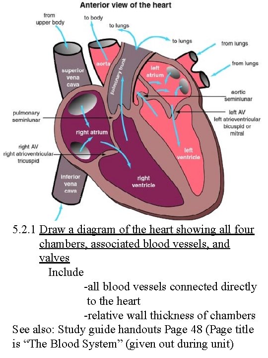 5. 2. 1 Draw a diagram of the heart showing all four chambers, associated
