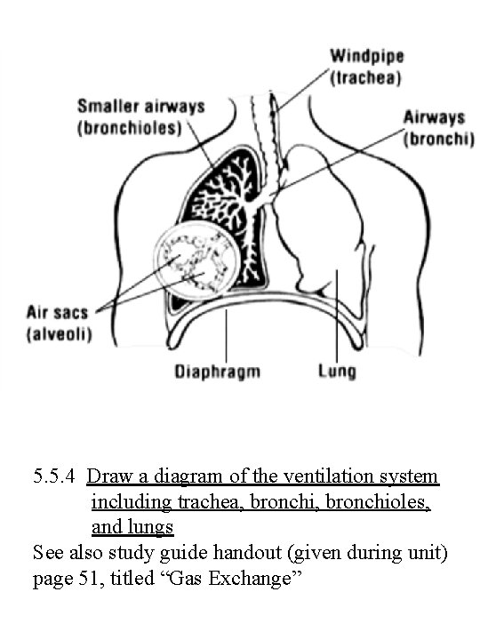 5. 5. 4 Draw a diagram of the ventilation system including trachea, bronchioles, and