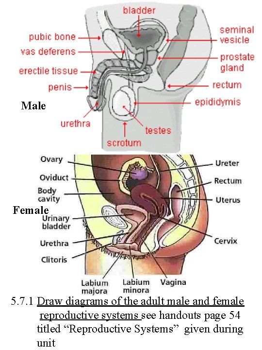 Male Female 5. 7. 1 Draw diagrams of the adult male and female reproductive