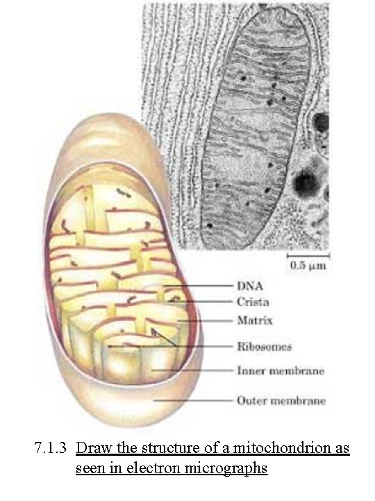 7. 1. 3 Draw the structure of a mitochondrion as seen in electron micrographs