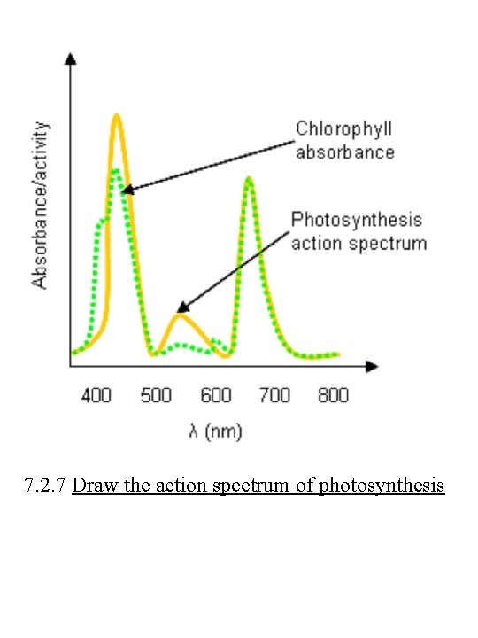7. 2. 7 Draw the action spectrum of photosynthesis 