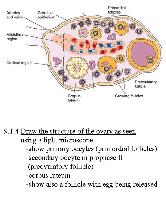 9. 1. 4 Draw the structure of the ovary as seen using a light