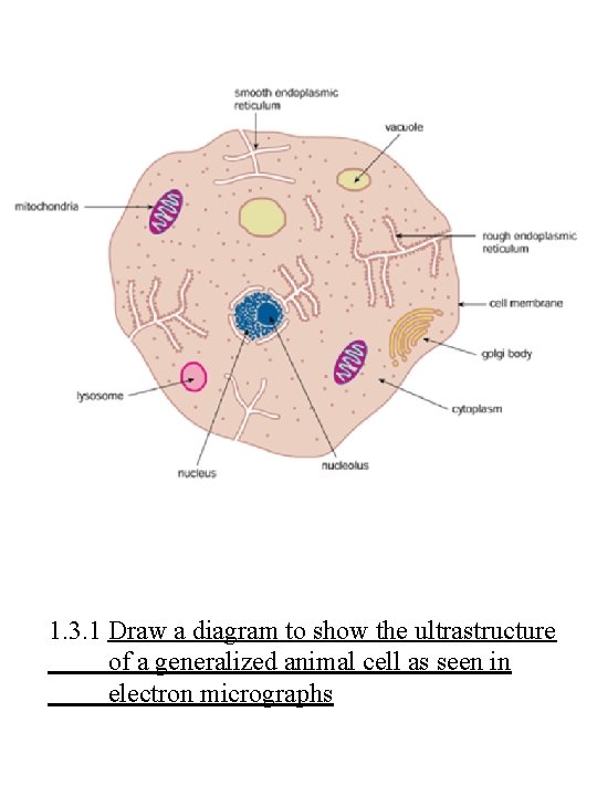 1. 3. 1 Draw a diagram to show the ultrastructure of a generalized animal