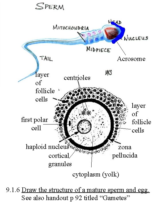 Acrosome layer of follicle cells centrioles layer of follicle cells first polar cell haploid