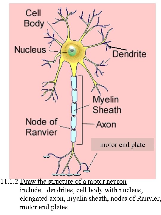 motor end plate 11. 1. 2 Draw the structure of a motor neuron include: