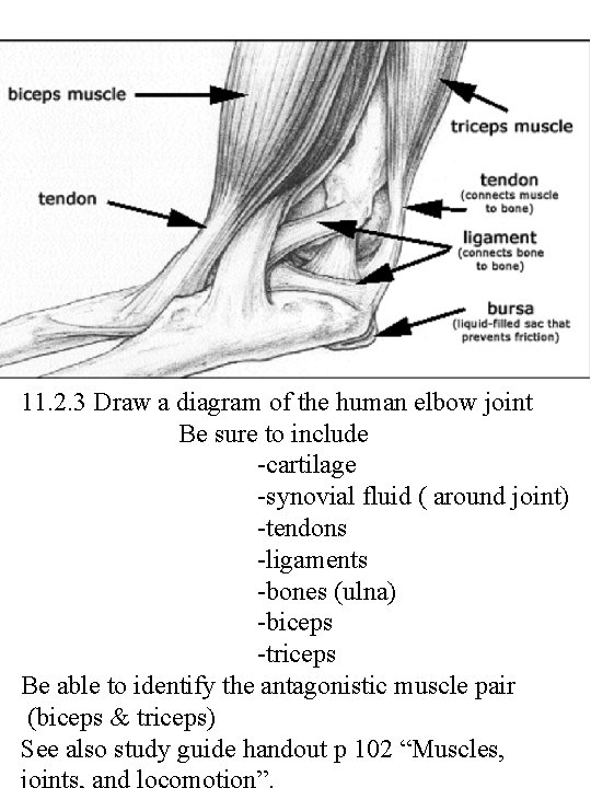 11. 2. 3 Draw a diagram of the human elbow joint Be sure to