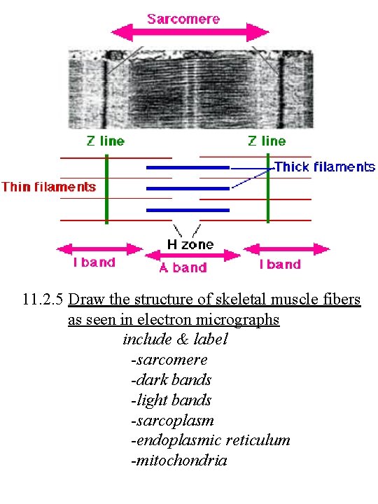 11. 2. 5 Draw the structure of skeletal muscle fibers as seen in electron
