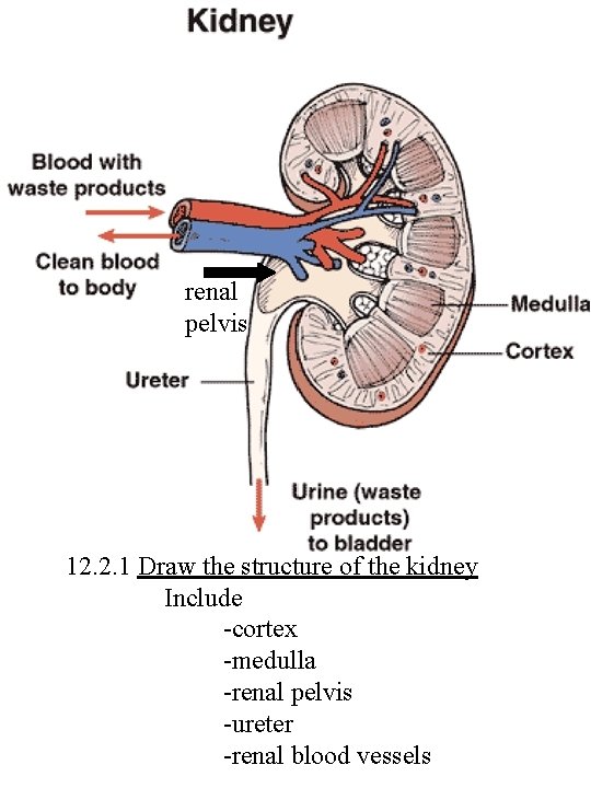 renal pelvis 12. 2. 1 Draw the structure of the kidney Include -cortex -medulla