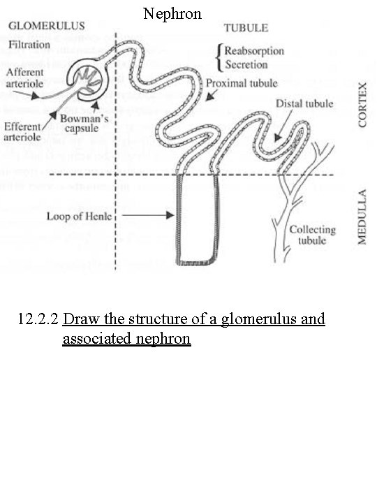Nephron 12. 2. 2 Draw the structure of a glomerulus and associated nephron 