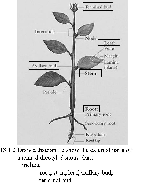 13. 1. 2 Draw a diagram to show the external parts of a named