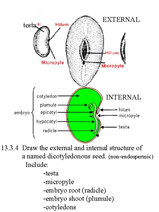 testa EXTERNAL INTERNAL 13. 3. 4 Draw the external and internal structure of a