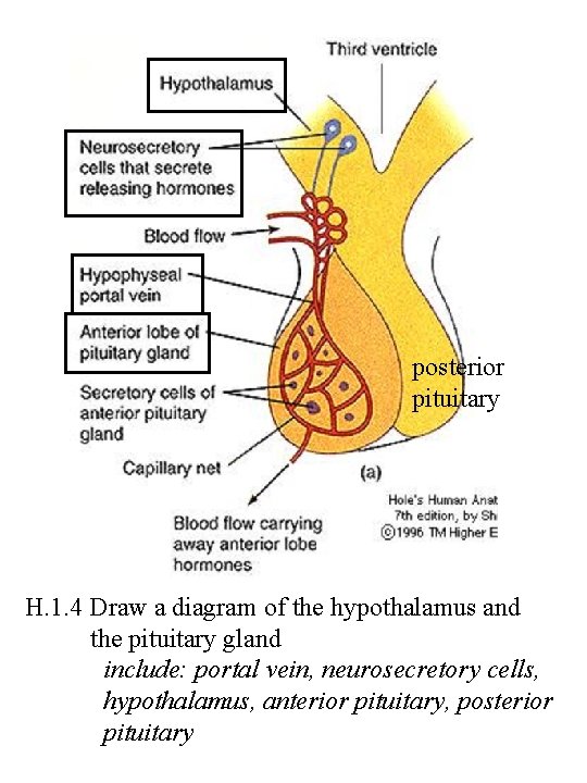 posterior pituitary H. 1. 4 Draw a diagram of the hypothalamus and the pituitary