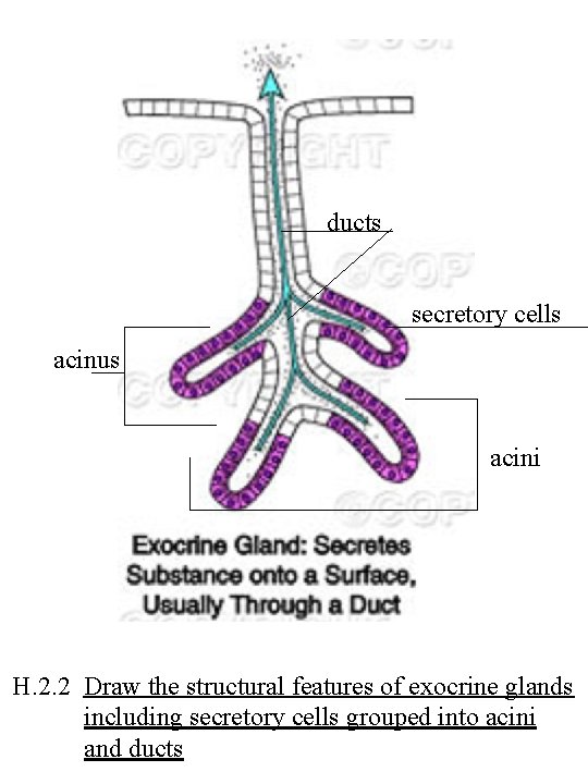 ducts secretory cells acinus acini H. 2. 2 Draw the structural features of exocrine