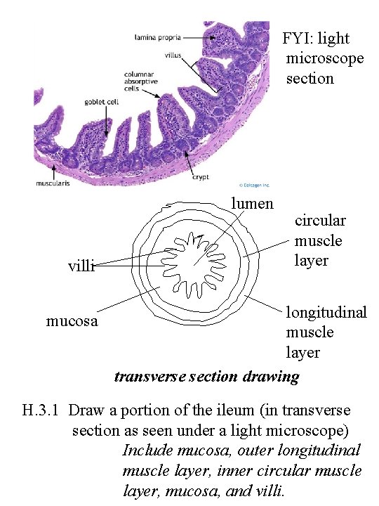 FYI: light microscope section lumen villi mucosa circular muscle layer longitudinal muscle layer transverse