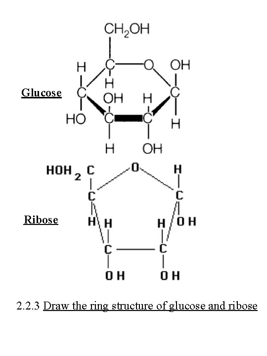 Glucose Ribose 2. 2. 3 Draw the ring structure of glucose and ribose 