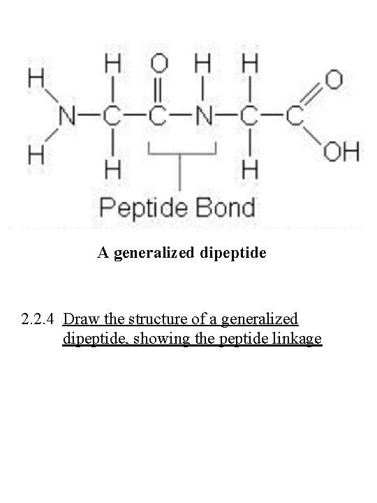 A generalized dipeptide 2. 2. 4 Draw the structure of a generalized dipeptide, showing