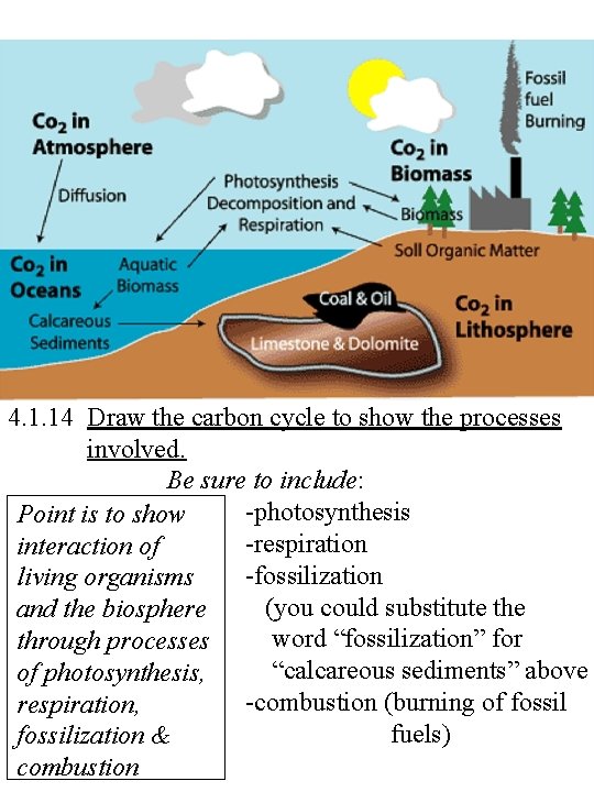 4. 1. 14 Draw the carbon cycle to show the processes involved. Be sure