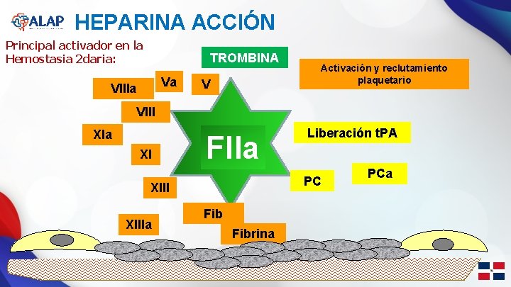 HEPARINA ACCIÓN Principal activador en la Hemostasia 2 daria: TROMBINA Va VIIIa V Activación