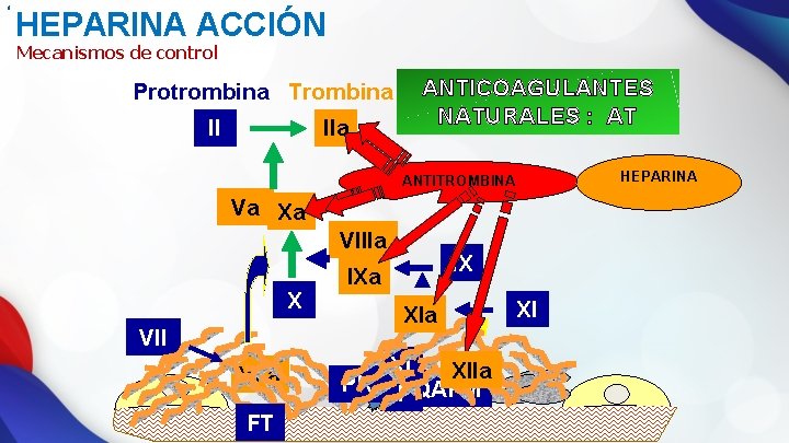 8 HEPARINA ACCIÓN Mecanismos de control Protrombina Trombina II IIa ANTICOAGULANTES NATURALES : AT